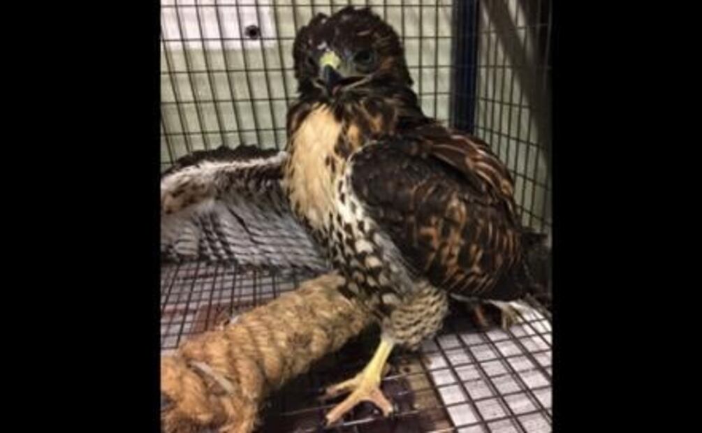 Muere atropellado un oso negro en Saltillo