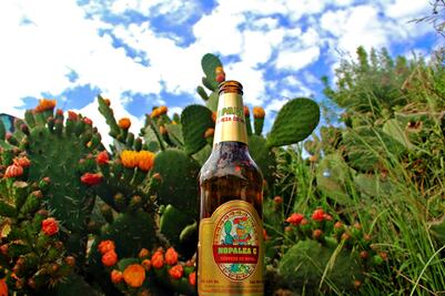 Cerveza de nopal conquista el mercado europeo