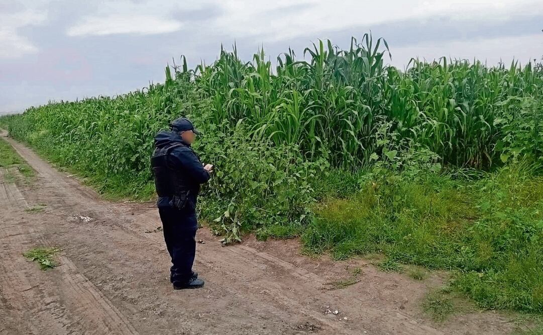 La toma ilegal estaba ubicada junto a cultivos de maíz y al cual llegaron por un camino de terracería. Foto: Especial