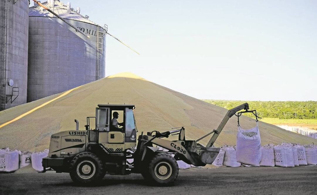 El Senasica informó que reforzará la vigilancia epidemiológica, a fin de detectar plagas que afecten la producción de alimentos. Foto: Archivo/ EL UNIVERSAL