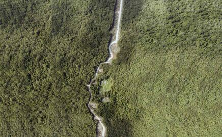 Nueva suspensión judicial frena tala y desmonte de selva en Tramo 5 del Tren Maya