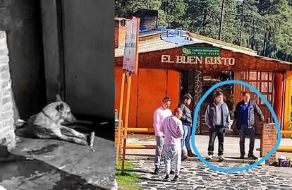 Denuncia Tlalpan maltrato animal tras la muerte a palazos de un perro en restaurante del Ajusco