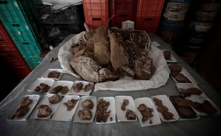Hallan fósiles de mamut de hace 13 mil años en Jalisco