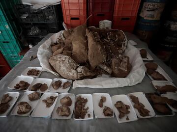 Hallan fósiles de mamut de hace 13 mil años en Jalisco