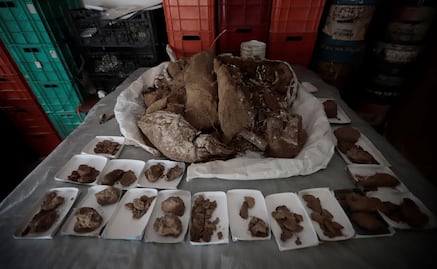Hallan fósiles de mamut de hace 13 mil años en Jalisco