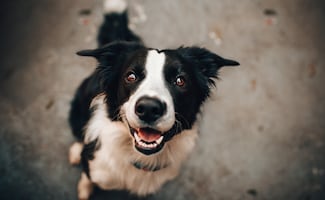 ¿Por qué las mascotas se convierten en la mejor compañía para enfrentar el dolor?