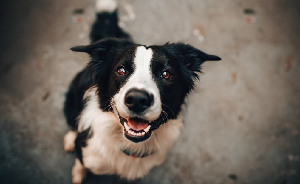 El vínculo que los humanos pueden crear con sus mascotas sirve de soporte y apoyo emocional en situaciones complicadas. Foto: Canva