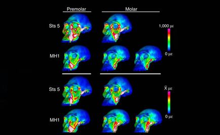 El "sediba" no podía morder con la fuerza de otros australopitecos
