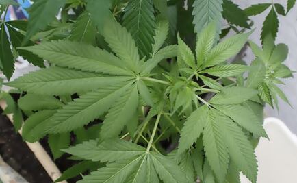 Twenty-five arrested for transgenic cannabis in Jalisco