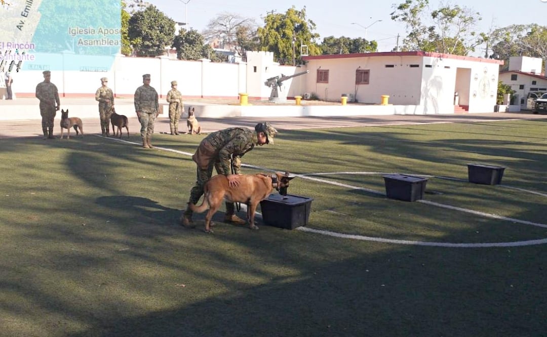 Realizan ceremonia de retiro a "Gaia", elemento canino de la Marina que trabajó detectando narcóticos (23/03/2026). Foto: Especial