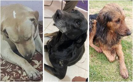 Buscan a “el psicópata de los perros”; mutila a lomitos para luego abandonarlos en un canal
