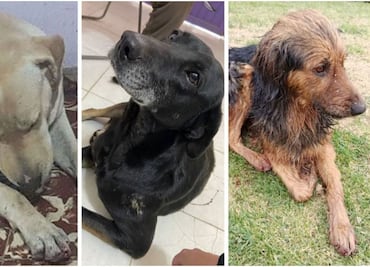 Buscan a “el psicópata de los perros”; mutila a lomitos para luego abandonarlos en un canal