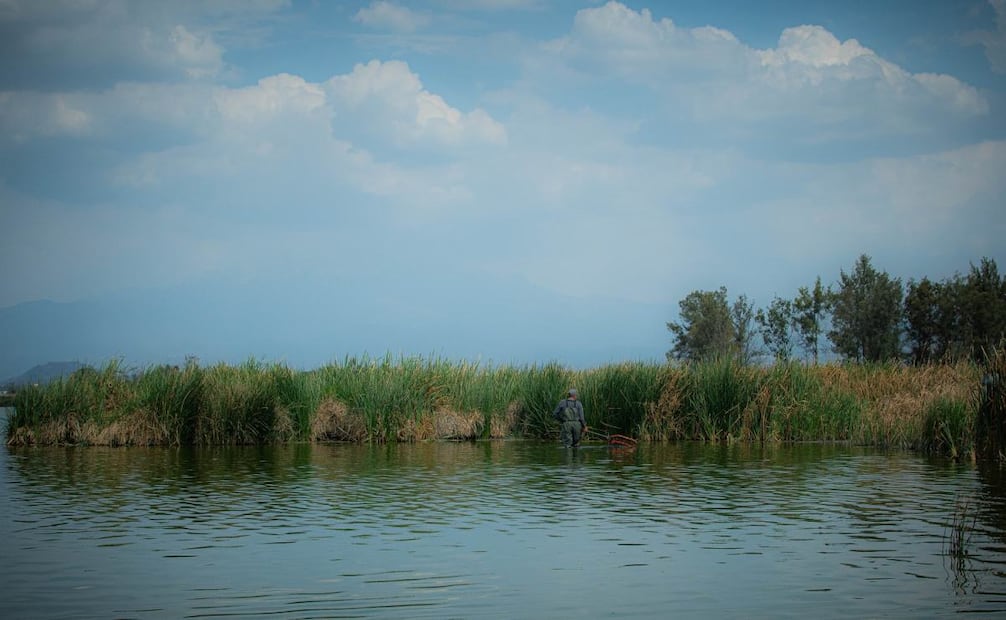 Ajolote del Altiplano en Lago de Tláhuac-Xico. Foto: Comisión Nacional de Áreas Naturales Protegidas