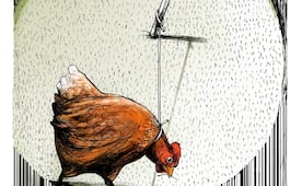 Pollo de libre pastoreo