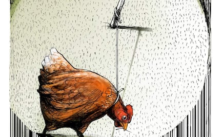 Pollo de libre pastoreo