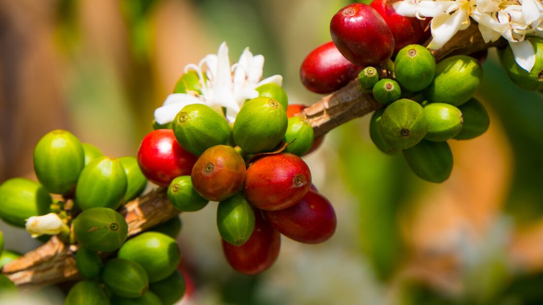 Floración de cerezas.