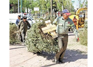 Inicia campaña de reciclaje de árboles de Navidad
