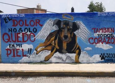 “Jueza amaneció muy benevolente”, dice activista tras sentencia que deja libre a asesino de perrito Scooby en Tecámac