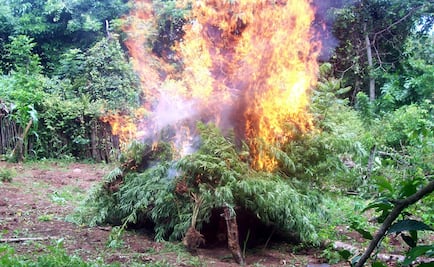 Destruyen 90 mil plantas de marihuana en Jalisco 