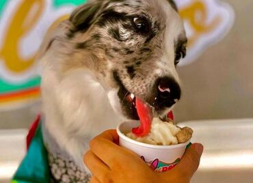 Furor en TikTok por heladería que vende helados para perros
