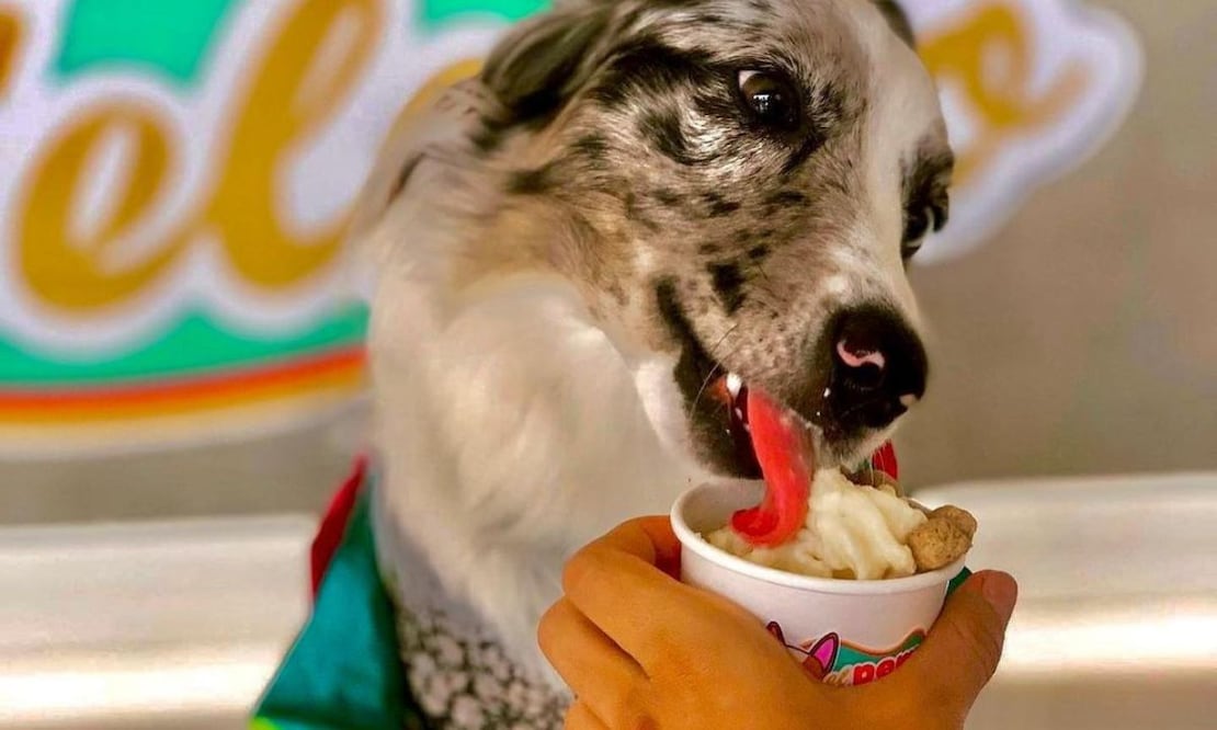 Helados para perros. Fuente: Instagram @elperrohelado