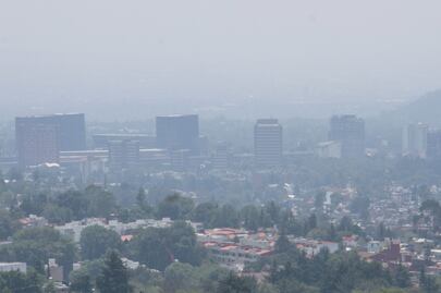 En 18 meses plantarían 10 millones de árboles