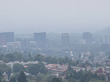 En 18 meses plantarían 10 millones de árboles