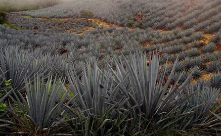 80% of tequila is exported to the U.S.