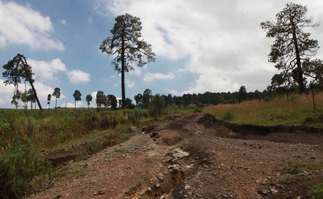 Los árboles tienen dos fases de crecimiento: en la primera crecen en volumen y, en la segunda, capturan el carbono. Foto: Archivo