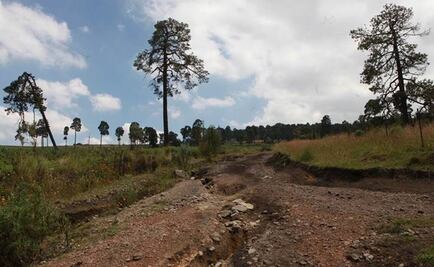 Árboles, cada vez más fatigados para capturar carbono