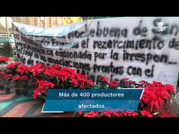 Más de 200 mil Nochebuenas no se vendieron por bloqueos en Xochimilco; exigen compra