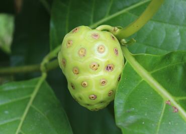 Descubre los beneficios del noni