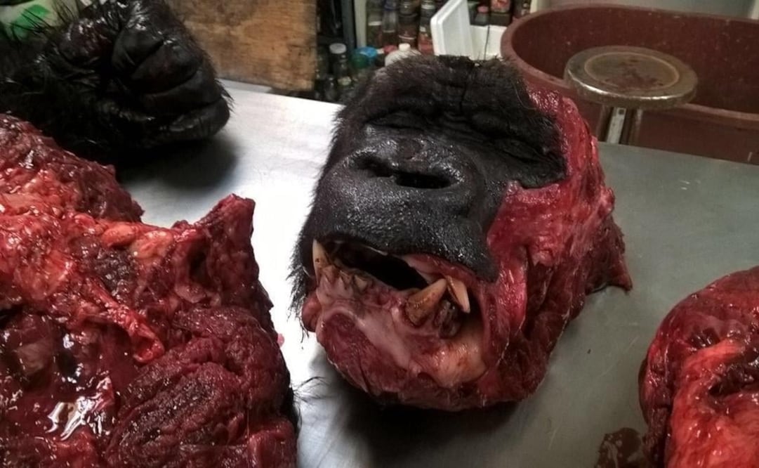 The Human Rights Commission of Mexico City investigates the death of the gorilla. (Photo: SPECIAL)