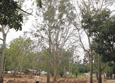 Venados a la deriva en ingenio de Tenosique