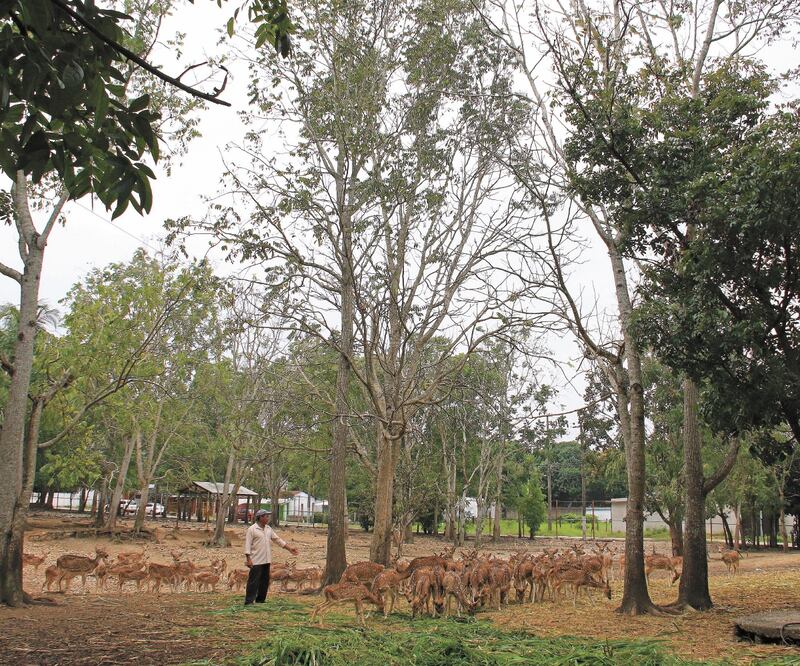 El ingenio azucarero se encuentra sobre la carretera a La Palma, en el kilómetro dos, en la colonia José María Pino Suárez, municipio de Tenosique. En este lugar trabajaban 350 personas; debido a la mala administración cayó en crisis. Fotos: LUMA LÓPEZ