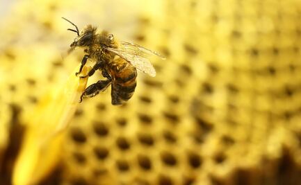 La contaminación del aire también amenaza a las abejas