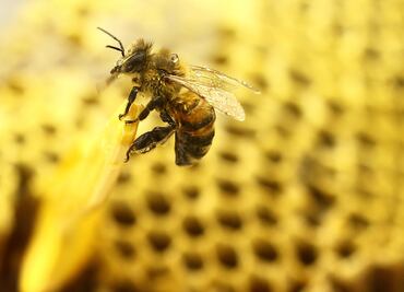 La contaminación del aire también amenaza a las abejas
