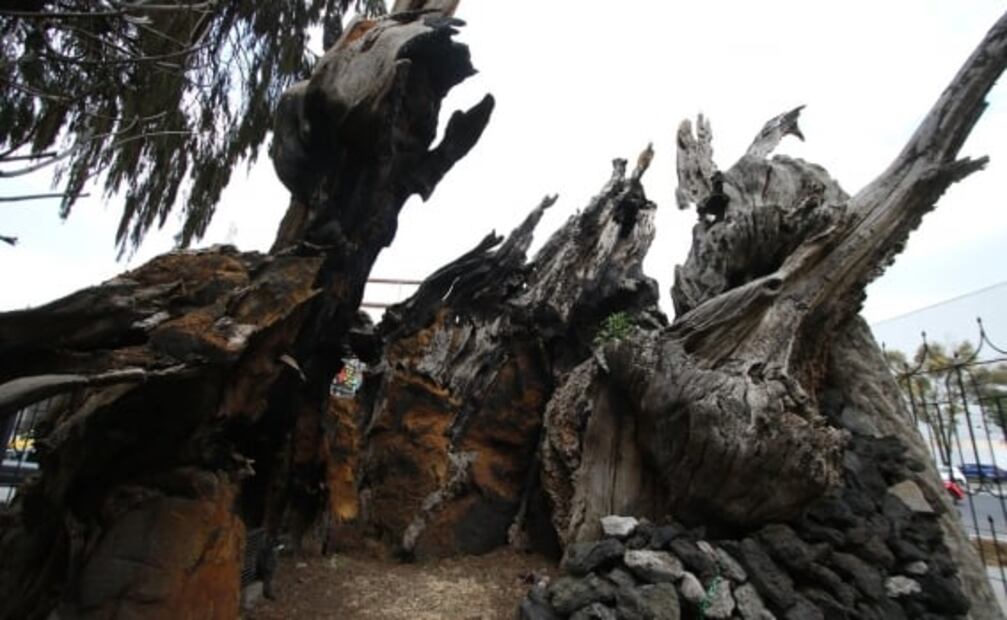 La leyenda del árbol de la Noche Triste a 40 años de su incendio