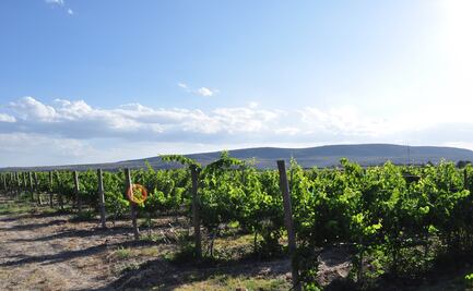 #COLUMNA Dolores Hidalgo, tierra de grandes vinos guanajuatenses