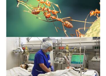 Hallan a paciente repleta de hormigas en hospital de Nápoles, Italia