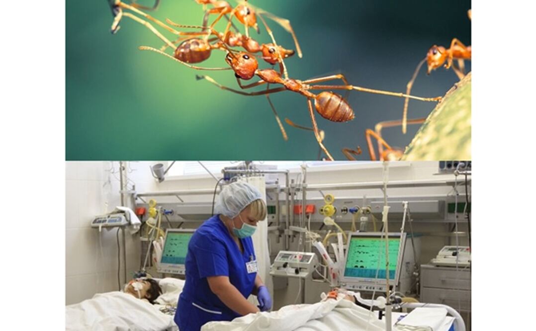 Los especialistas han precintado la habitación, han desinfectado la zona y los pacientes han sido transferidos a otras secciones. Foto: Archivo EL UNIVERSAL / El Comercio Perú