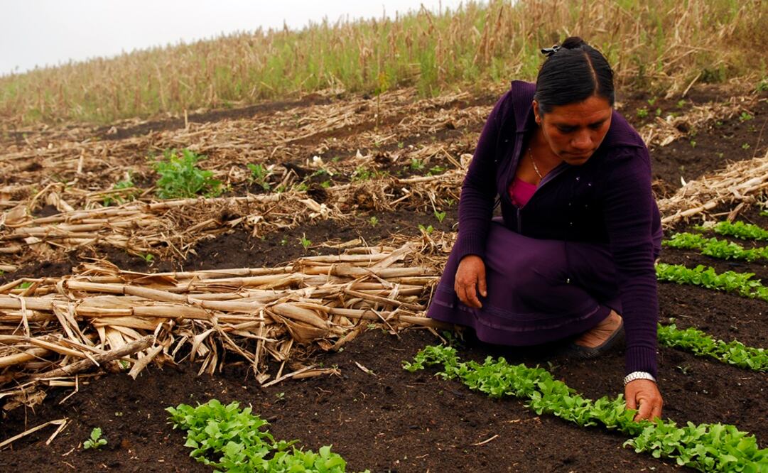 De acuerdo con cifras oficiales, 2 millones  de mujeres habitan o trabajan en zonas rurales de nuestro país. /Archivo - EL UNIVERSAL