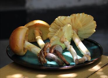 Mario Espinosa y la cocina de hongos