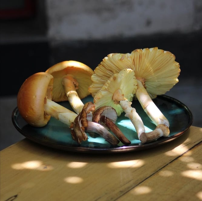 Hongos comestibles. Foto: @tencui.mx/Instagram