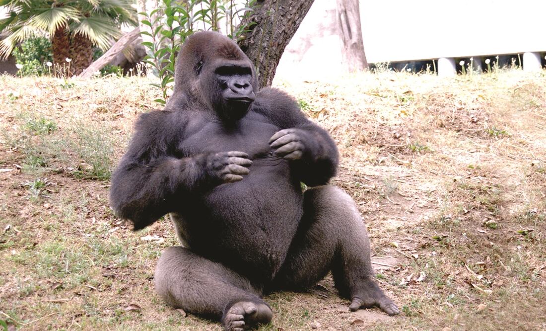 FOTO: Archivo El Gráfico