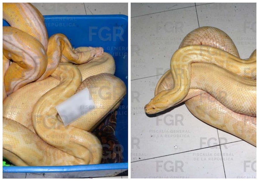 Serpientes pitón son aseguradas por la FGR. Foto: Especial