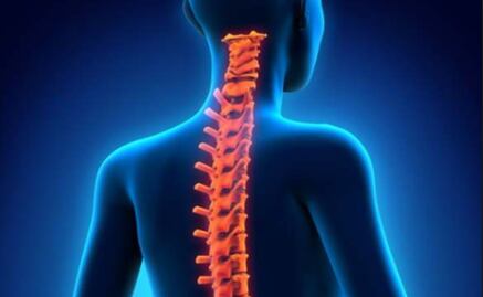 Un fósil revela origen de la columna vertebral en humanos