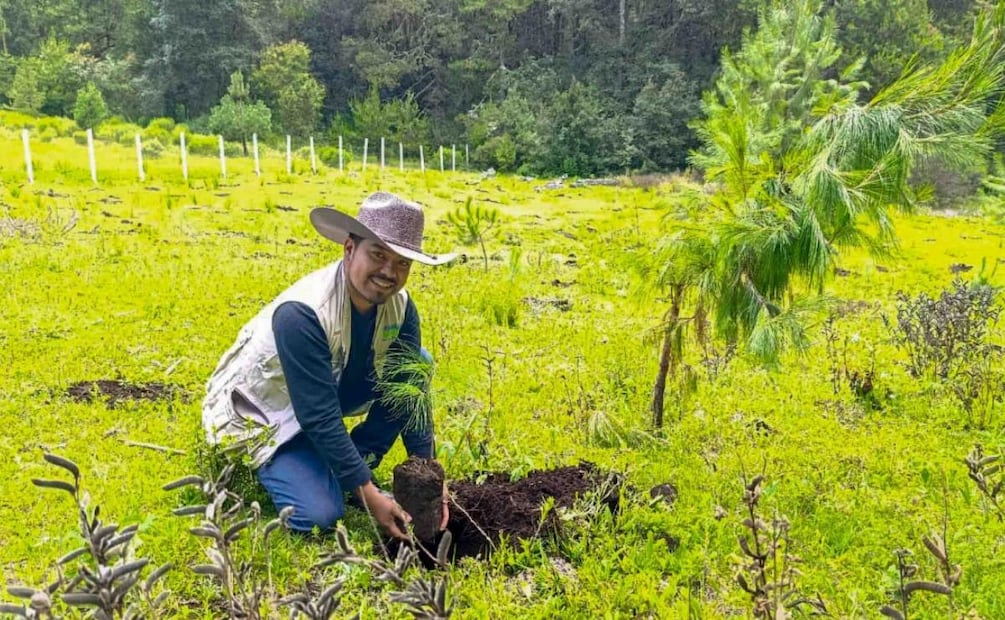 Alistan Jornada de Reforestación 2026 en México (07/08/2026). Foto: Especial