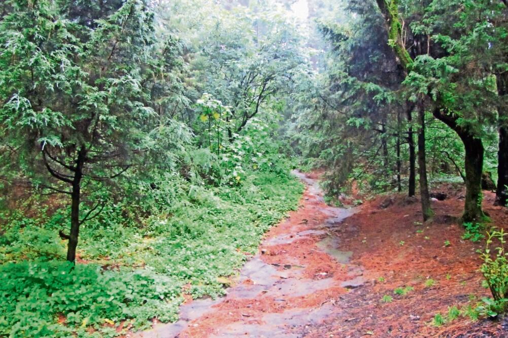 México es uno de los mayores productores de madera a nivel mundial, 80% proviene de los pinos y 20% de los encinos. (ARCHIVO EL UNIVERSAL)