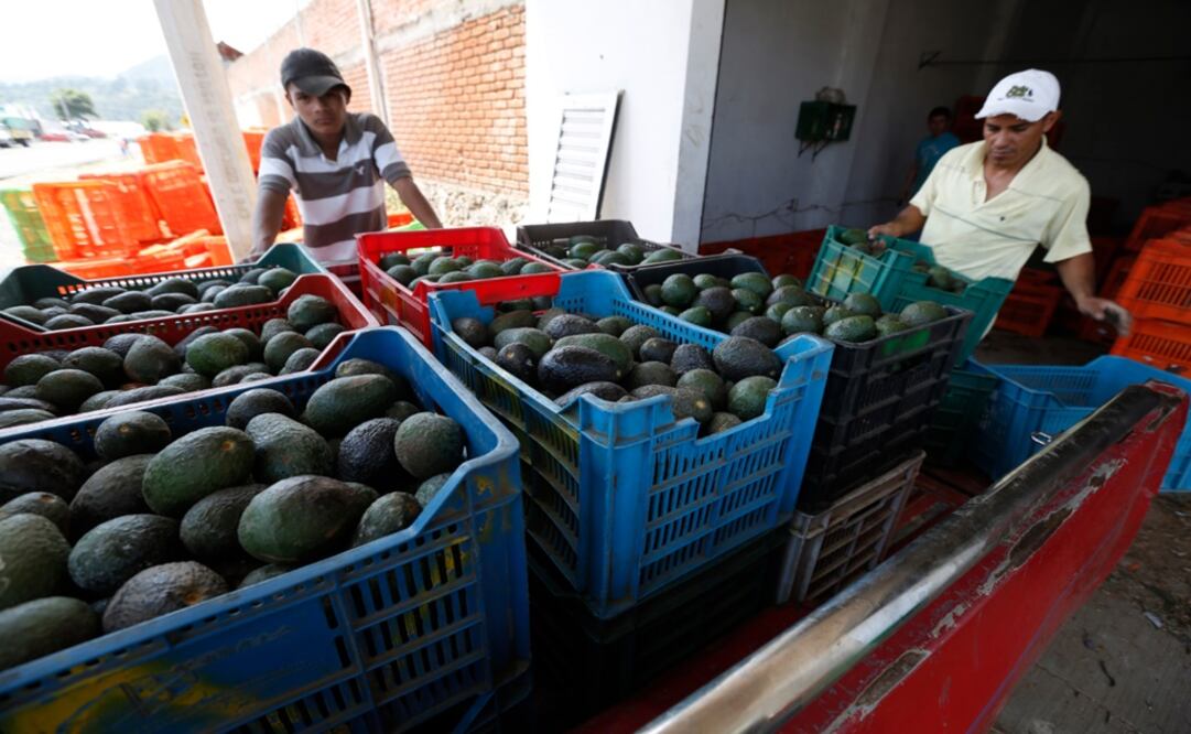 Aguacate sigue al alza, llega a $49.95 el Kg.
